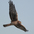 Female Northern Harrier. Note: streaked belly.