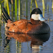 Male, summer/breeding plumage Male, summer/breeding plumage