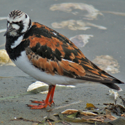 Breeding plumage Breeding plumage