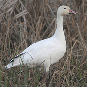 Adult. Note: blocky head and heavy bill with large Adult. Note: blocky head and heavy bill with large