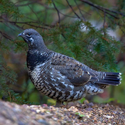 Male. Note: dark neck and dark tail. Male. Note: dark neck and dark tail.