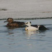 Breeding plumage. Note: stout gray bill. Breeding plumage. Note: stout gray bill.