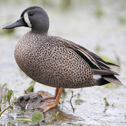 Male. Note: white crescent on face and white hip patch.